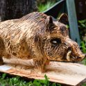 Wildschwein Keiler