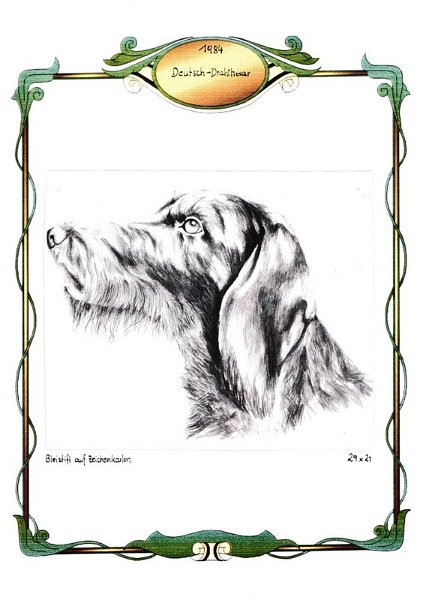 Deutsch-Drahthaar
