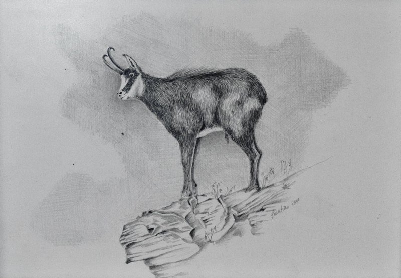 Gämse