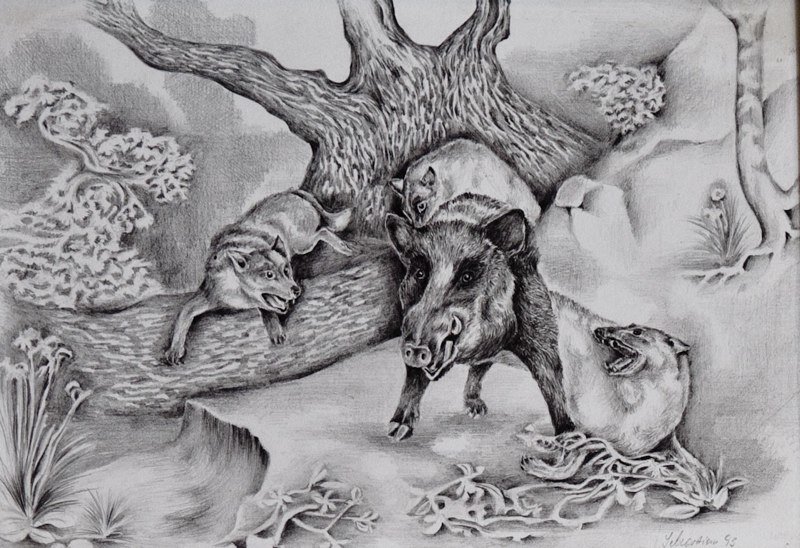 Keiler  kämpft ums Überleben