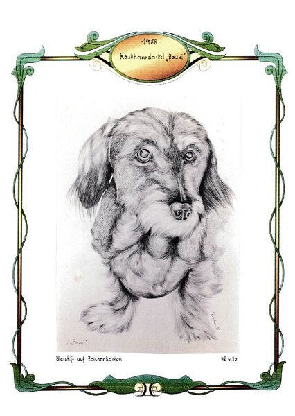 Rauhaardackel (Bauxi)