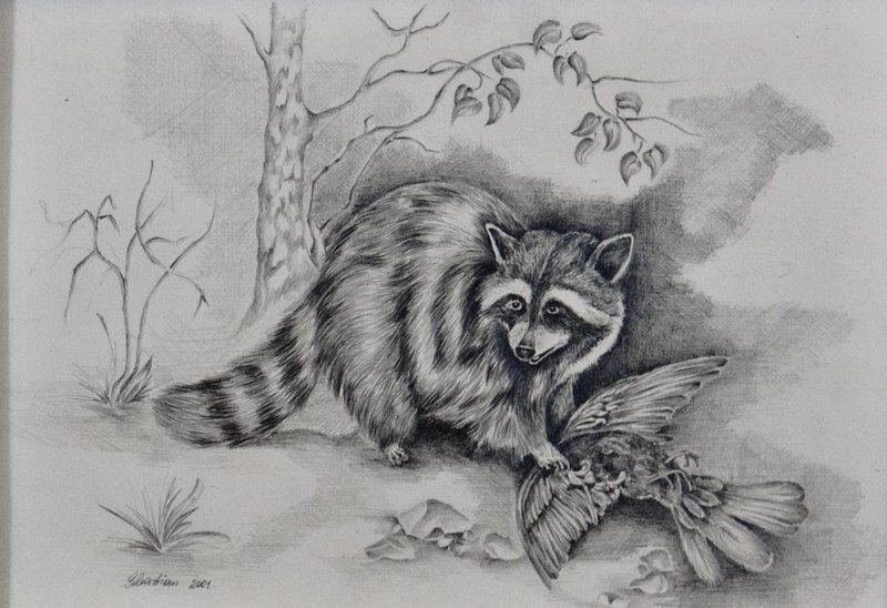 Waschbär mit Beute
