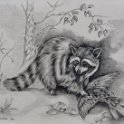 Waschbär mit Beute