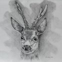 ein guter Bock